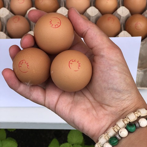 Čerstvá vejce z volného výběhu